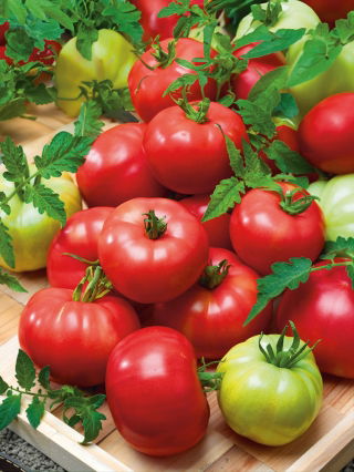 Pomidor Esmira F1 - malinowy, profesjonalny, odporny, bez zielonej piętki - 10 nasion