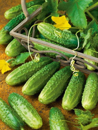 Ogórek Atomic F1 – odmiana profesjonalna, gruntowy, do kwaszenia i konserwowania, bardzo plenny i odporny - 25 nasion