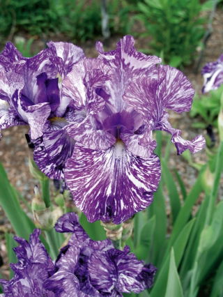 Kosaciec, Irys - Fioletowy z białym nakrapianiem - Batik - duża paczka! - 10 szt.