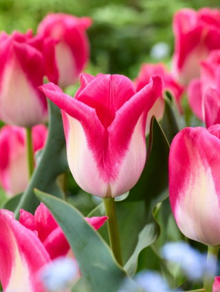 Tulipan Memphis - 5 szt.