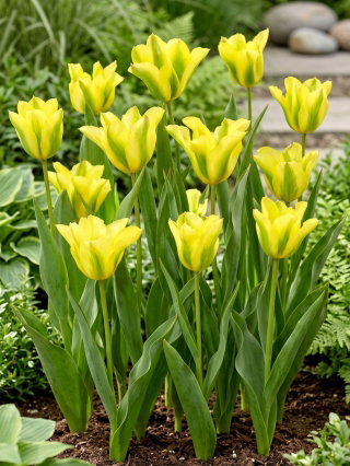 Tulipan Formosa - 5 szt.