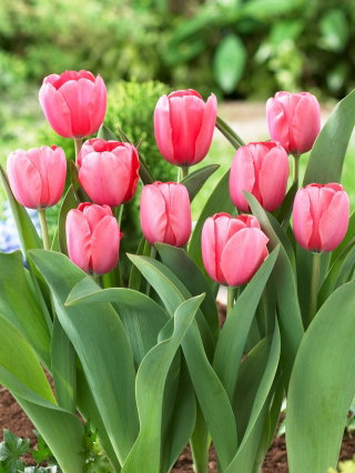 Tulipan Pink Impression - duża paczka! - 50 szt.