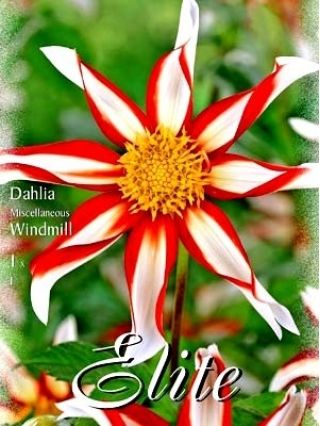 Dalia - Windmill - Nowość