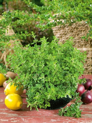 Oregano greckie - NASIONA OTOCZKOWANE