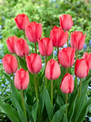 Tulipan Van Eijk - 5 szt.