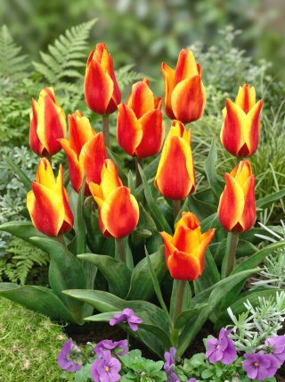 Tulipan Cape Cod  - opak. 5 szt.