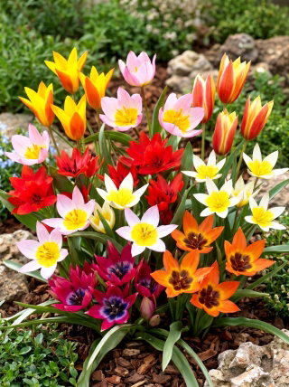 Tulipan botaniczny - niski - mix kolorów - GIGA paczka! - 250 szt.