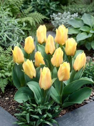 Tulipan Mieke Telkamp - 5 szt.