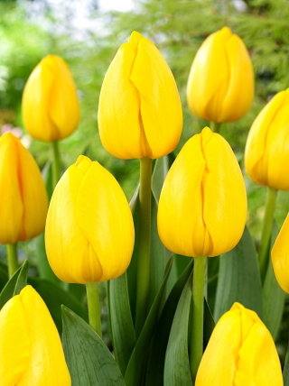 Tulipan Novi Sun - GIGA paczka! - 250 szt.