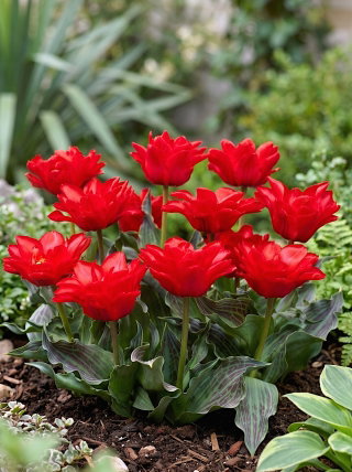 Tulipan Double Red Riding Hood - 5 szt.