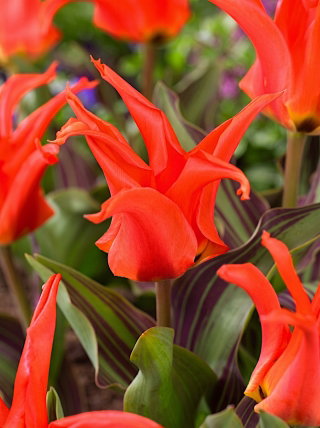 Tulipan Rigas Barikades - GIGA paczka! - 250 szt.