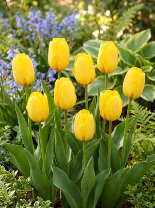 Tulipan Golden Apeldoorn - duża paczka! - 50 szt.