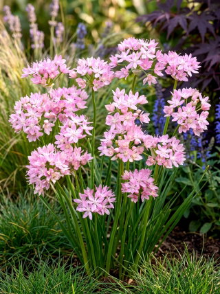 Czosnek różowy - Allium roseum - 20 szt.