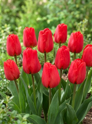 Tulipan Apeldorn - GIGA paczka! - 250 szt.