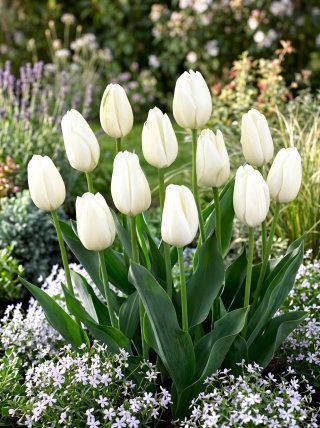 Tulipan Hakuun - duża paczka! - 50 szt.