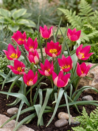 Tulipan Persian Pearl - opak. 5 szt.