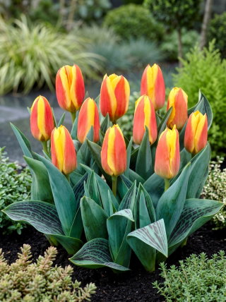 Tulipan niski czerwono-żółty - Greigii red-yellow - GIGA paczka! - 250 szt.