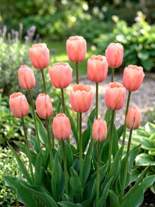 Tulipan morelowy - Apricot - GIGA paczka! - 250 szt.