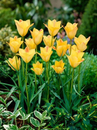 Tulipan Batalinii Bronze Charm - GIGA paczka! - 250 szt.
