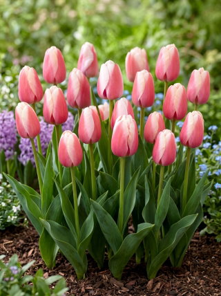 Tulipan Ollioules - 5 szt.