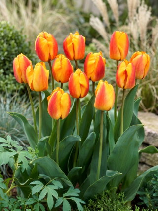Tulipan Oxford Wonder - duża paczka! - 50 szt.