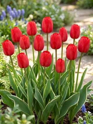 Tulipan Darwidesign - 5 szt.