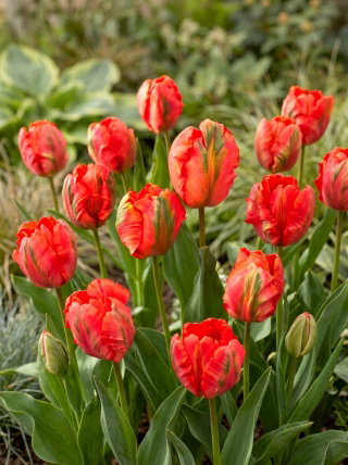 Tulipan Flower Power - GIGA paczka! - 250 szt.