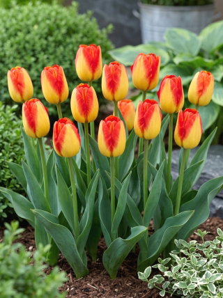 Tulipan Prins Claus - 5 szt.
