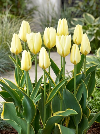 Tulipan Purissima Design - GIGA paczka - 250 szt.