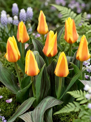 Tulipan Miskodeed - GIGA paczka! - 250 szt.