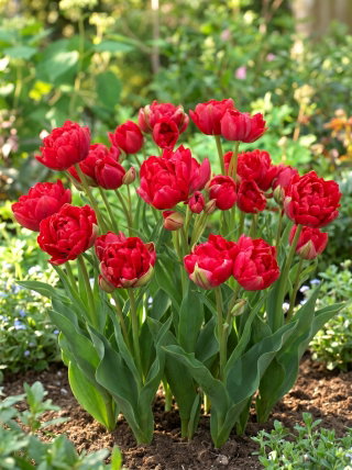 Tulipan Estatic - GIGA paczka! - 250 szt.