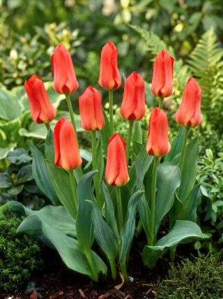 Tulipan Oriental Beauty - GIGA paczka! - 250 szt.