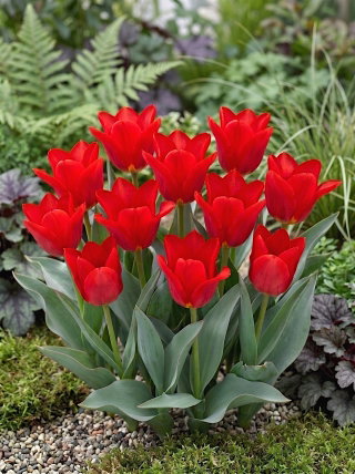 Tulipan Spring Pearl - GIGA paczka! - 250 szt.