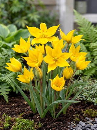Tulipan Sylvestris - 5 szt.