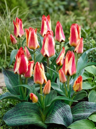 Tulipan Sylvia Warder - opak. 5 szt.