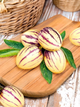 Pepino