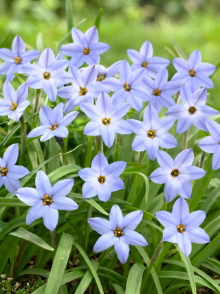 Ipheion - Ifejon - Uniflorum - GIGA paczka! - 500 szt.