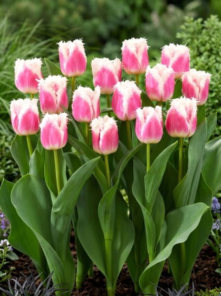 Tulipan Hawaii - duża paczka! - 50 szt.