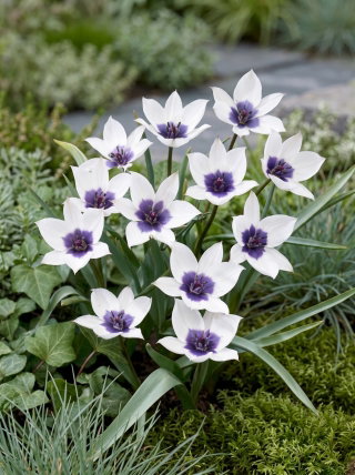 Tulipan Alba Coerulea Ocul - GIGA paczka! - 250 szt.