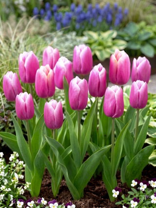 Tulipan Holland Beauty - GIGA paczka! - 250 szt.
