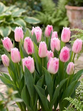 Tulipan Edinburgh - 5 szt.