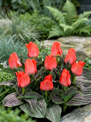 Tulipan Oratorio - 5 szt.