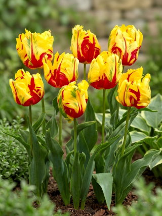 Tulipan Texas Flame - 5 szt.