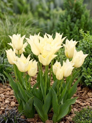 Tulipan Youkihi - 5 szt.