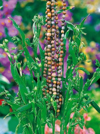 Łzawica, Łzy Hioba