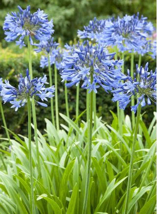 Agapant niebieski - Agapanthus Blue