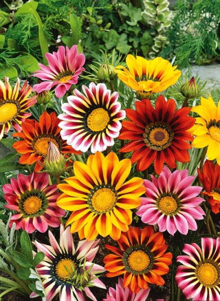 Gazania lśniąca