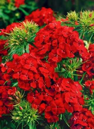 Goździk brodaty Scarlet Beauty - szkarłatny