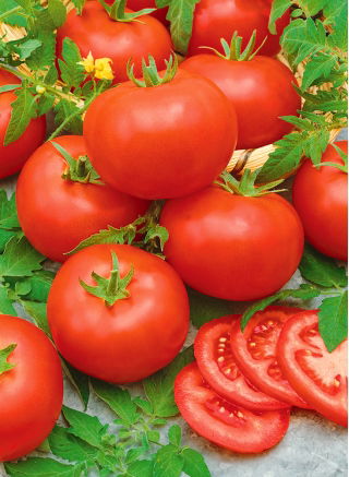 Pomidor Mahitos F1 - wczesny, wielkoowocowy, bardzo odporny, nie pęka - 10 nasion