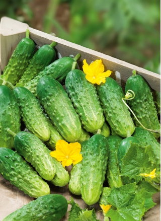 Ogórek Wisconsin SMR 58 - konserwowy - NASIONA ZAPRAWIANE